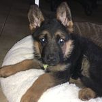 Our Darwin the German Shepherd - @raisinggermanshepards - Instagram