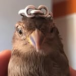 Darwin 💥🐦 - @darwin_sparrow - Instagram