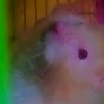 Darwíín ✨🐹 - @darwin_alias_el_stuart - Instagram