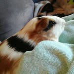 Wilbur Darwin Stuart - @darwin_the_pig - Instagram