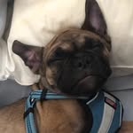 Darwin Merle Thompson - @darwinthefrench - Instagram