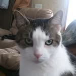 Darwin Puff Thompson - @darwin_lovey - Instagram