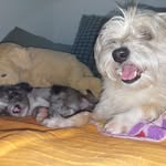 Gaspar 🐶 Darwin 🐶 Tobias 🐱 - @the.tripleetrouble - Instagram