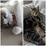 Daryl Bosco - @allison_charlie_bosco - Instagram