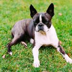 Boston Terrier Daylife - @bostonterrierdaylife - Instagram
