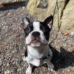 Darla 🤍 Boston Terrier - @dar_luhh - Instagram