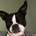 Darla the Boston Terrier - @the_darling_doggie - Instagram