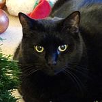 Daryl Côté - @black_kat_mom - Instagram
