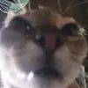 DARYLDAVE. - @daryldave8 - TikTok