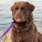 Daryl Dawson - @mrcliffordbigbrowndog - Instagram