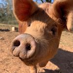 Daryl The Grumpy pig farmer - @the_little_devon_pig_farm - Instagram