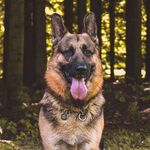 Royal & Daryl the good boys - @royalthegoodboy - Instagram