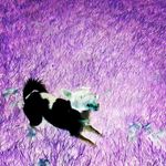 Daryl Harrison - @daryllitherland - Instagram