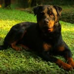Darryl L. Herring - @rottweilers_loverpage - Instagram
