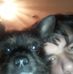 Daryl Lamb - Facebook