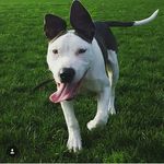 Daryl Blue McCullough - @bluemccullough - Instagram
