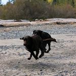 Daryl McCullough - @hearthealthypettreats - Instagram