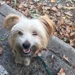 Daryl Hall Fenway McKenzie - @darylhallthedog - Instagram