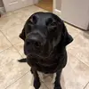 Darryl Mclean - @bettythetiktokdog - TikTok