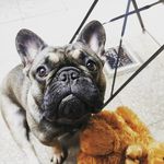 Daryl McCarthy-Peck - @barneydog2021 - Instagram