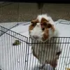 Darryl Ross - @darryl.ross04 - TikTok