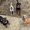 TheHobsonSquad - @darrylsworld86 - TikTok