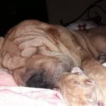 daryl💕 - @daryl.sharpei - Instagram