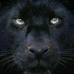 Daryl Shelton - @dcshelton88 - Instagram
