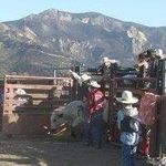 Daryl Shepard - @live2rodeo - Instagram