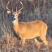 Darrell Sorrells - Facebook