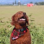 Daryl Stephenson - @thestylishpupper - Instagram