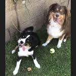 Dash Adams🐾 Salem Barker🐾 - @dash_salem_miniaussie - Instagram