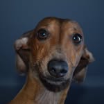 Dash Mcsausage Adams - @dashmcsausage - Instagram