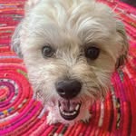 Dash Andrews - @lil_dashy_bear - Instagram