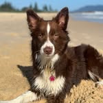 Dash Andrews 🐶 - @dashythebordercollie - Instagram