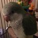 Dash and Green Bean adventures - Facebook