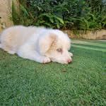 Dash Johnson - @dash.the.border.collie.22 - Instagram