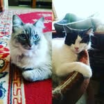 Dash Johnson and Orion Johnson - @dashypoo_ocat_1 - Instagram
