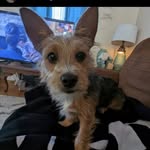 Dash Moore - @dashthedog22 - Instagram