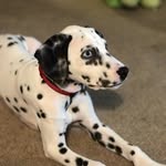 Dash Moore - @dash.the.dalmatian - Instagram