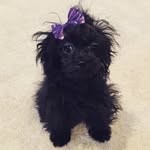 Khloe Dash Moore - @khloepoodle - Instagram