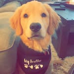 Kuechly Dash Moore - @goldenkuechly - Instagram