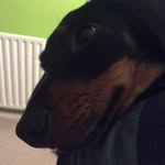 Dash_hound - @dash_parrott - Instagram