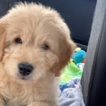 “Dash Parr” (chinich) - @dash_the_dood20 - Instagram
