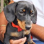 𝐒𝐈𝐌𝐁𝐀 🐾 - @dashsingh_simba - Instagram
