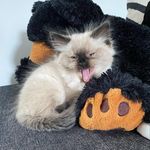 Dash - @dash.wilder - Instagram
