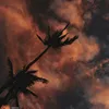 161672636 - @dashacooper8 - TikTok