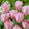 🌷dasha🌷 - @dasha_lopez_2 - TikTok