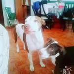dasha lopez - @dasha_pittbull - Instagram