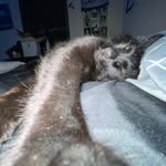 DaShawn Taylor - @bignicaelbowwenis - Instagram